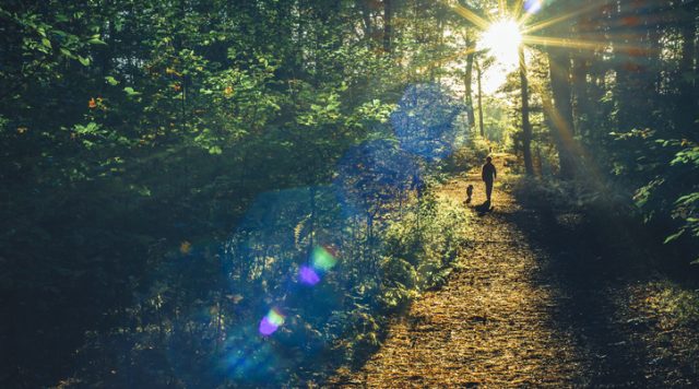 Into the woods