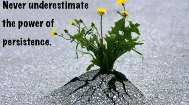 Photo of a plant growing through asphalt with the caption "Never underestimate the power of persistence"