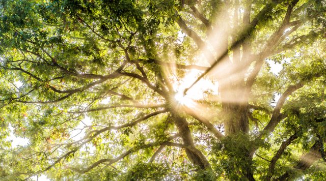 A picture of the tops of trees in a forest with sunlight shining through the branches