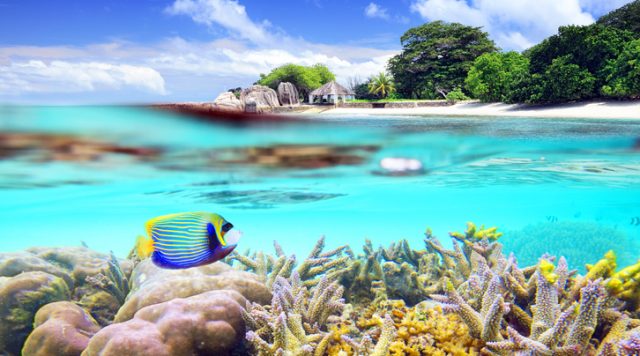 Split shot of tropical paradise