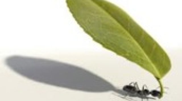 ant-leaf smaller