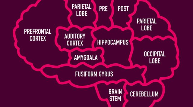 brain map