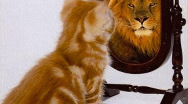 cat mirror lion
