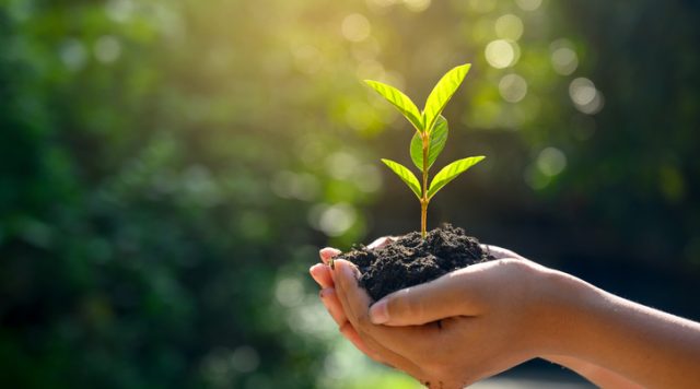 emotional energy seeds