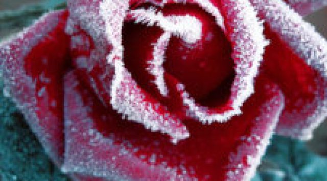frost-on-Roses-225x300-1