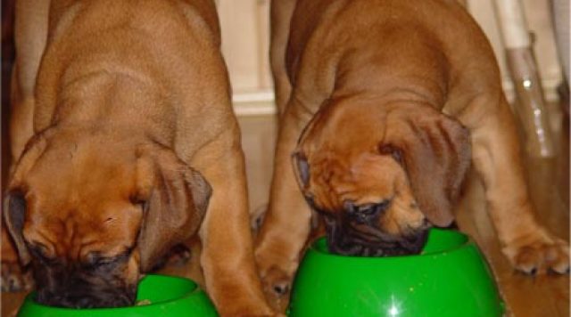 how to feed dogs (1)